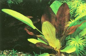 Echinodorus Small Bear